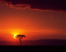 Sun setting behind an Acacia tree with vultures roosting in its canopy. Masai Mara, Kenya