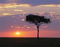 Sun setting behind an Acacia tree, Masai Mara, Kenya