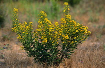 Golden samphire {Inula chrythmoides} flowering plant, Spain
