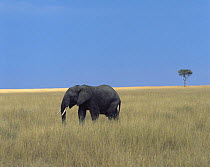 African elephant (Loxodonta africana) walking through long grasses, with a lone Acacia tree in the background, Masai Mara, Kenya