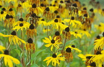 Black eyed susan {Rudbeckia hirta} in full bloom and with withered flowers, Germany