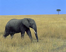 African elephant (Loxodonta africana) walking through long grasses, with a lone Acacia tree in the background, Masai Mara, Kenya