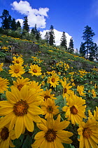 Arnica {Arnica sp} flowering on hillside, Okanagan valley, British Columbia, Canada