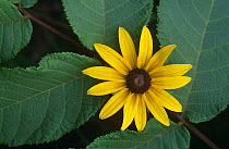Black eyed susan {Rudbeckia hirta} leaves and flower, USA