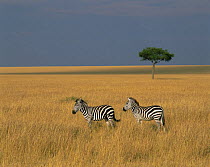 Two Common zebras (Equus quagga) in long grasses, with a lone Acacia tree in the background. Masai Mara, Kenya