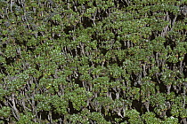 Giant groundsel {Senecio johnstonii} growing near Lac Vert at 4220m, Mountains of the Moon, Virunga NP, DR of Congo
