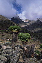 Giant groundsel {Senecio sp} growing on Mount Kenya at 13-15,000 ft, Mt Kenya NP, Kenya