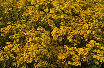 Mass of Ragwort flowers {Jacobaea vulgaris} UK