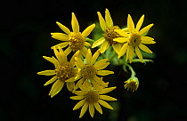 Ragwort flowers {Jacobaea vulgaris} UK