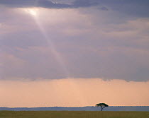Ray of light falling on a lone Acacia tree in the Masai Mara, Kenya