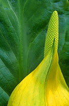 Flower of Western skunk cabbage {Lysichiton americanus} Scotland, UK