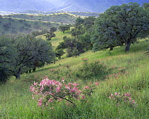 Velvet-pod mimosa (Mimosa dysocarpa) flanked by Blue oaks (Quercus oblongifolia) in the grassy foothills of the Atascosa Mountains, Coronado National Forest, Arizona