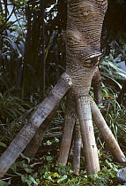 Stilt / prop roots of Screwpine tree {Pandanus forsteri}