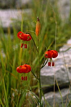 Red Lily flowers {Lilium pomponium} Maritime Alps, France