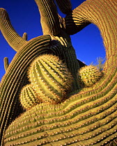 Close-up of the twisted limbs of a freeze-damaged Saguaro Cactus (Carnegiea gigantea), with new limbs emerging. Sonoran Desert National Monument, Arizona
