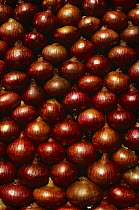 Onions {Allium cepa} packed together for sale, Port Louis Market, Mauritius