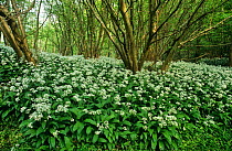 Wild garlic / Ramsons {Allium ursinum} in flower carpetting Hazel coppice woodland floor, Gloucestershire, UK