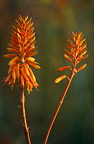 Aloe flowers {Aloe sp} Spain