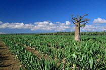 Sisal plantation {Agave sp} Berenti, Madagascar