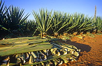 Sisal leaves {Agave sp} harvested for sisal production, Berenti, Madagascar