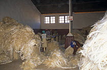 Sisal fibres {Agave sp} collected together for sisal production, Berenti, Madagascar