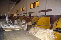 Sisal fibres {Agave sp} being baled together for sisal production, Berenti, Madagascar