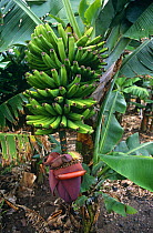 Canary Island banana tree {Musa acuminata} Tenerife, Canary Isles