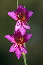 Common gladiolus {Gladiolus communis} flowers, Spain