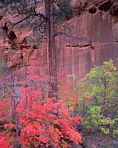 Ponderosa pines (Pinus ponderosa) and Big tooth maples (Acer grandidentatum) against the cliffs of a sandstone slot canyon in Zion National Park, Utah