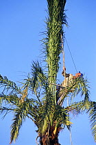 Man in Date palm tree {Phoenix dactylifera} treating the leaves, El Hondo NP, Elche, Spain