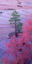 Ponderosa pines (Pinus ponderosa) and Big tooth maples (Acer grandidentatum) against the patterned rocks of sandstone terraces in Zion National Park, Utah