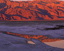 Tucki Mountain growing red at dawn, reflecting in spring-fed pools on the salt flats, Death Valley National Park, California
