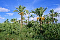Date palm trees {Phoenix dactylifera} with ripening fruit, El Hondo NP, Elche, Spain