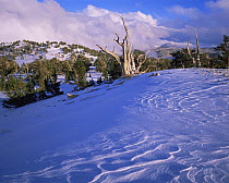Snow covered ridge and ancient Bristlecone pines (Pinus longaeva) in Inyo National Forest, California