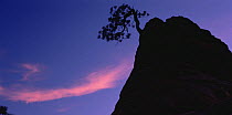 Lone ponderosa pine (Pinus ponderosa) atop a sandstone pinnacle, silhouetted against the sunset. Zion National Park, Utah