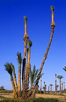Date palm tree {Phoenix dactylifera} several trunks with tied fronds, El Hondo NP, Elche, Spain
