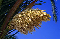 Date palm tree {Phoenix dactylifera} flowers, El Hondo NP, Elche, Spain