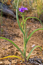 Spiderwort {Tradescantia occidentalis} Zion NP, Utah, USA