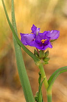 Spiderwort {Tradescantia occidentalis} flower, Zion NP, Utah, USA