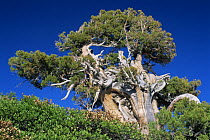 Western juniper tree {Juniperus occidentalis} ancient tree, Yosemite NP, California, USA