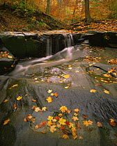 Sugar Maple (Acer saccharum) and American Beech leaves (Fagus grandifolia) on a small waterfall above Blue Hen Falls in Cuyahoga Valley National Park, Ohio