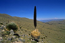Puya {Puya raimondii} with large flower head, nr Mizque, Bolivia