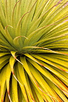 Looking down into the leaves of a Puya plant {Puya raimondii} Bolivia
