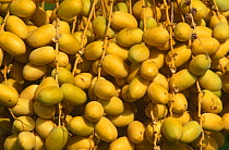 Fruits of the Date palm {Phoenix dactylifera} Oman
