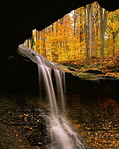 Blue Hen Falls with Sugar Maples (Acer saccharum) and American Beech trees (Fagus grandifolia), Cuyahoga Valley National Park, Ohio