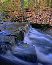 Sugar Maple (Acer saccharum) and American Beech leaves (Fagus grandifolia) on a small waterfall above Blue Hen Falls in Cuyahoga Valley National Park, Ohio
