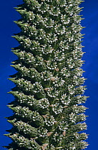 Close up of flower spike of Puya plant {Puya raimondii} Peru