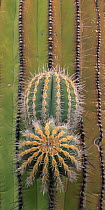 Cardon cactus (Pachycerus pringlei) with emerging limbs, Central Desert, Baja California, Mexico