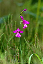 Wild gladiolus {Gladiolus illyricus} UK