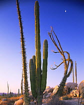 Senita cactus (Pachycereus schottii) and Boojum (Fouquieria columnaris) amongst granite boulders at sunset. Central Desert, Baja California, Mexico